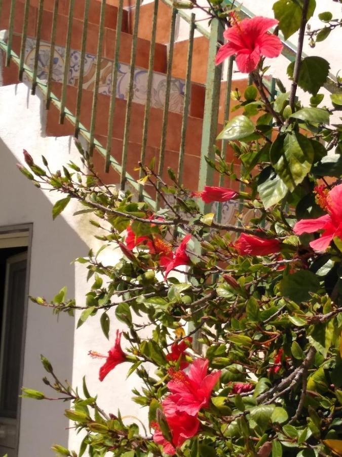 הוילה סנטה מריה דל פוקלו Casale Hibiscus מראה חיצוני תמונה